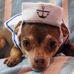 Funny Pet Cat Costumes Cat Dog Rabbit Clothes Clothing For Halloween Cosplay Navy Sailor Costumes Jacket Coat Dog Accessories